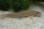 Acantocobitis urocephalus - 